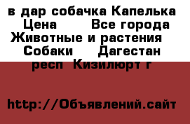 в дар собачка Капелька › Цена ­ 1 - Все города Животные и растения » Собаки   . Дагестан респ.,Кизилюрт г.